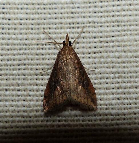 Réf. 254 949 : Udea ferrugalis